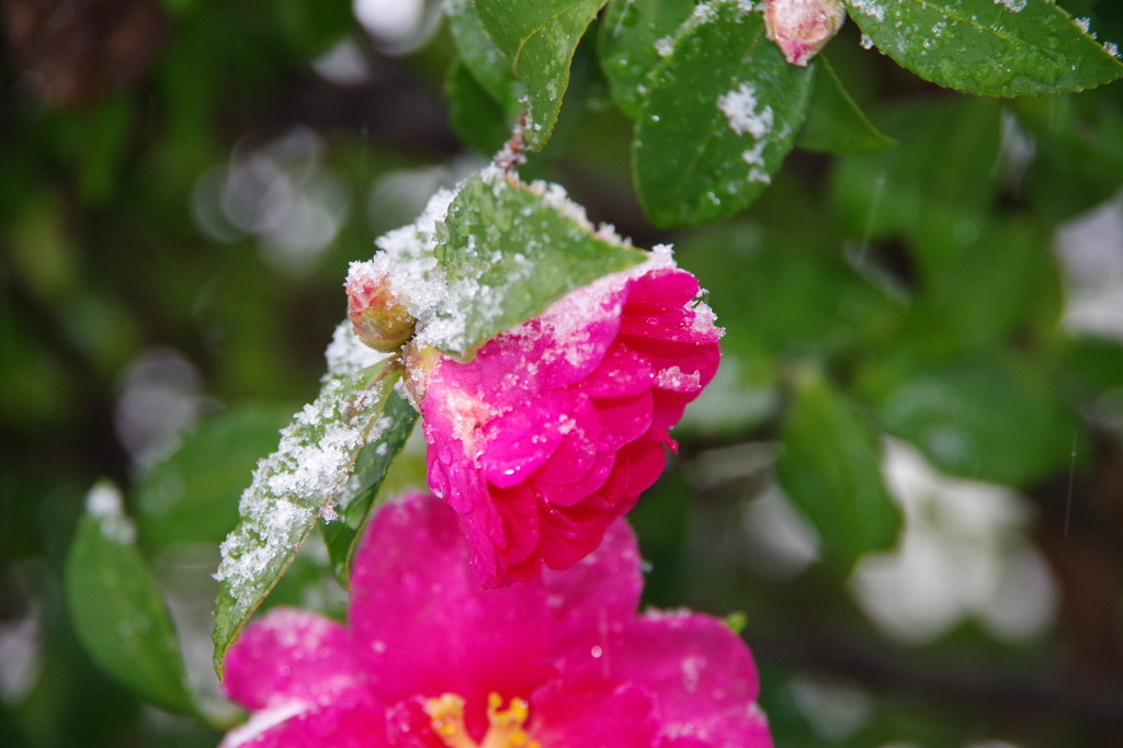 雪の中-山茶花2