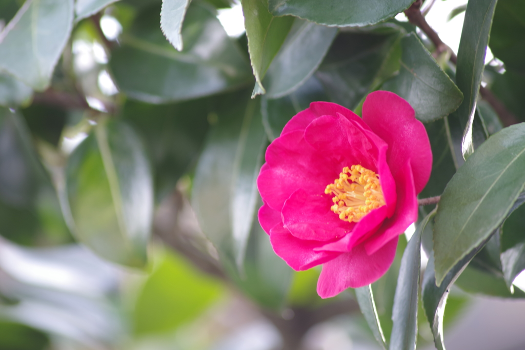花散歩‐山茶花