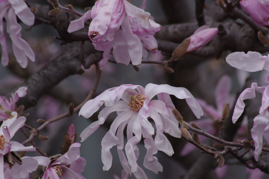 花散歩-四手辛夷
