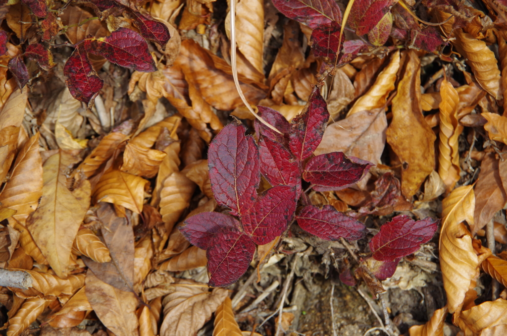 小さな紅葉