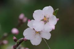 花散歩-アーモンド