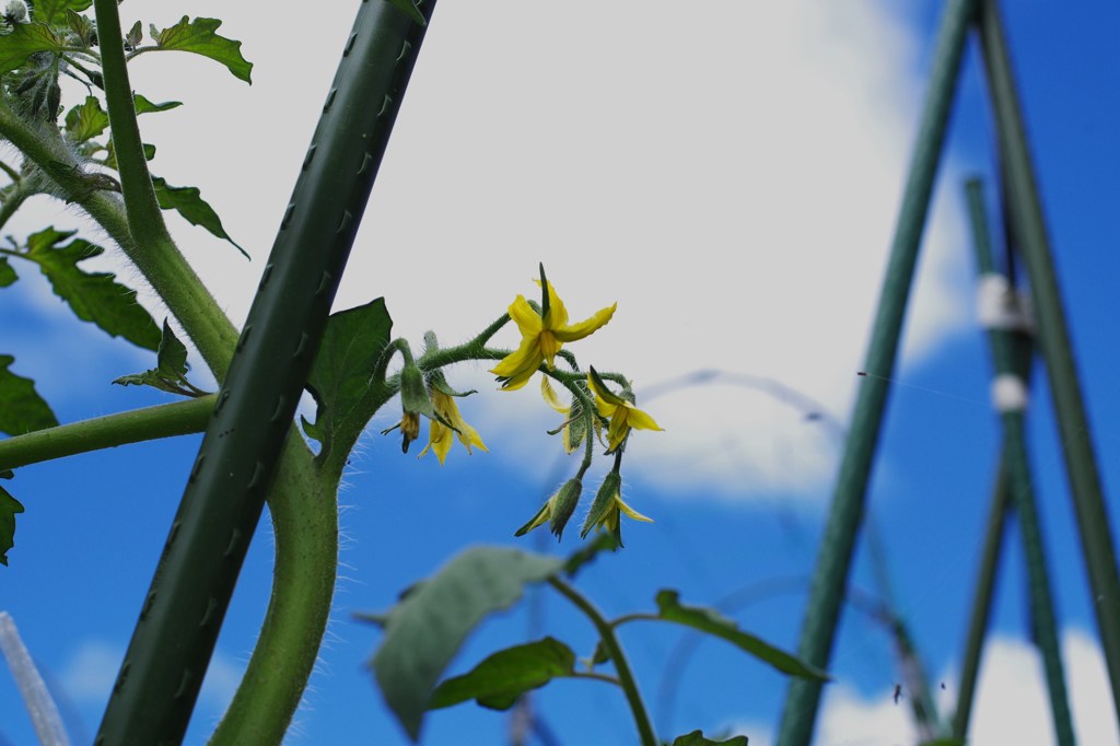 黄花の野菜-トマトと青空