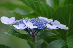 花散歩‐未だ元気に咲いてます