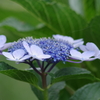 花散歩‐未だ元気に咲いてます