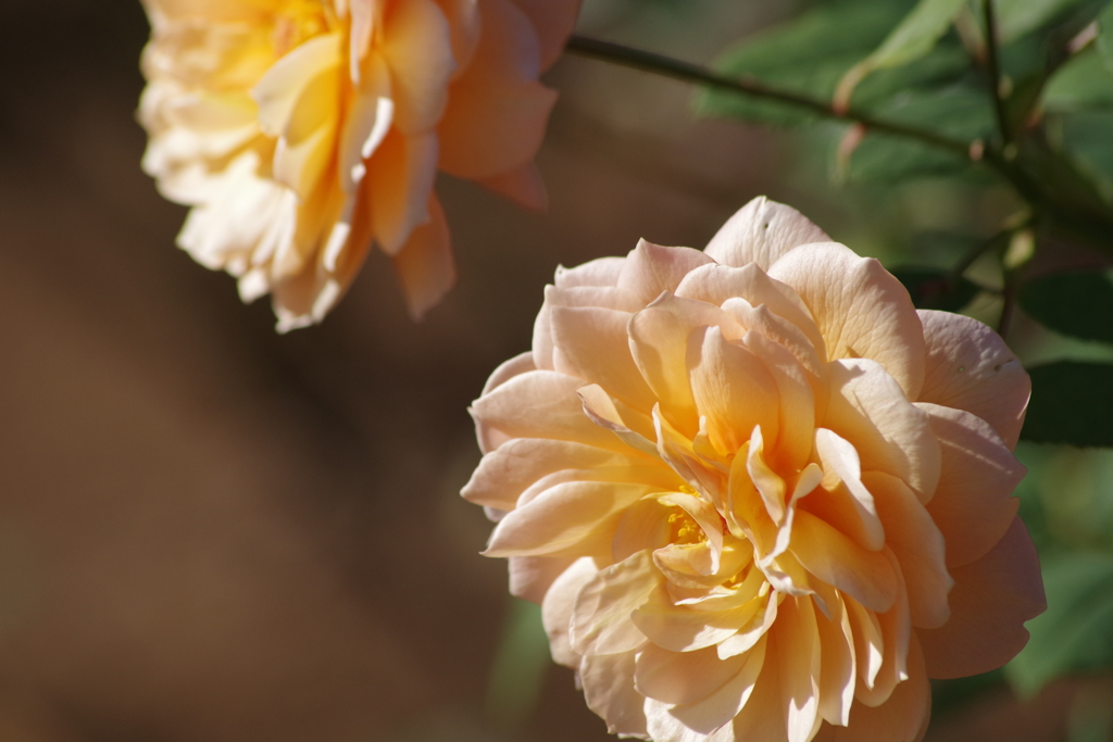 仕舞いの薔薇-グレイス