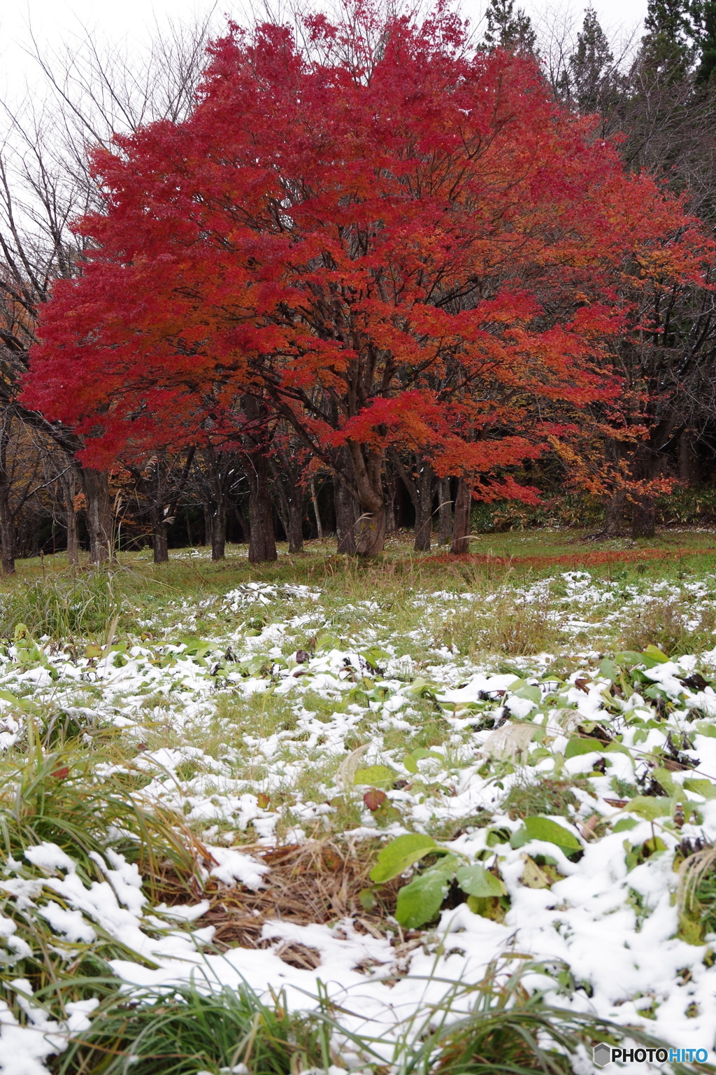 初雪と紅葉