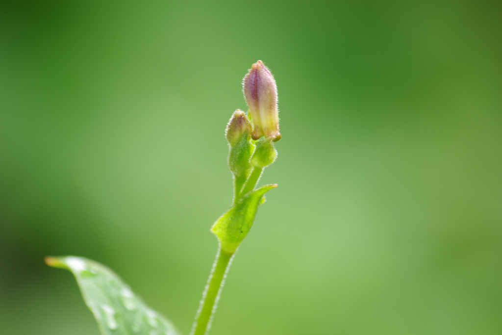 8月8日は立秋-2