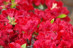 花散歩-真っ赤なツツジ