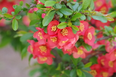 花散歩‐木瓜