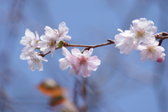 秋の陽の中に十月桜咲く-2