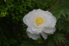 花散歩-純白の牡丹