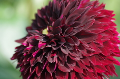 ポンポンショコラ-2