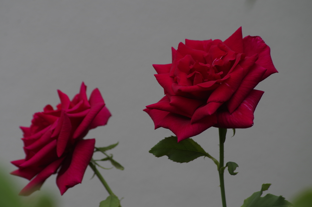 花散歩‐赤いバラ