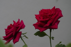 花散歩‐赤いバラ