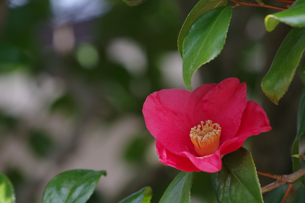 花散歩‐椿