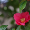 花散歩‐椿