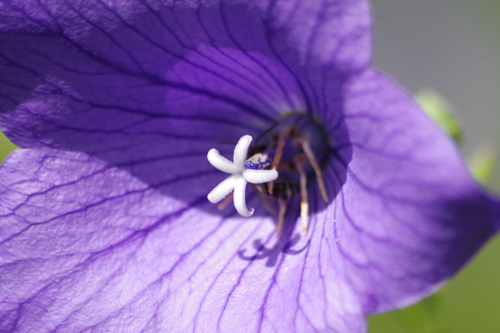 夏の忘れ物ー桔梗