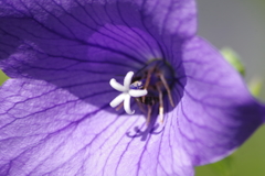 夏の忘れ物ー桔梗