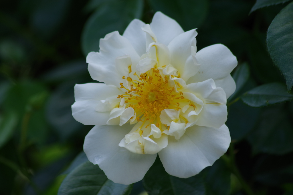 それでも薔薇は咲く‐サマー スノー