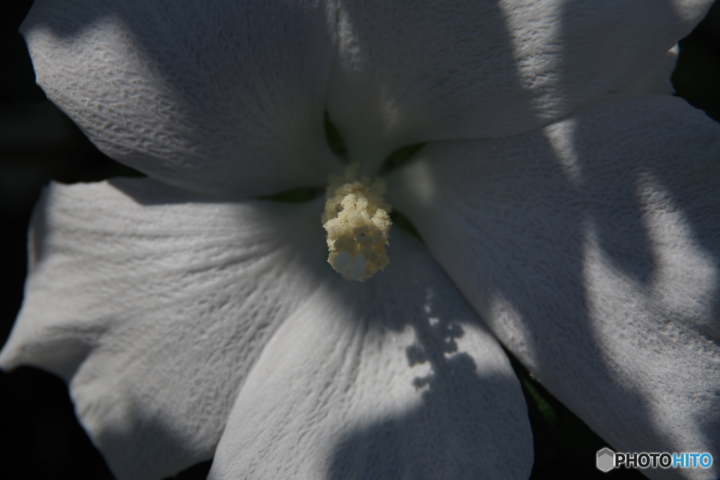 盛夏の花-ムクゲ白
