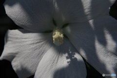 盛夏の花-ムクゲ白