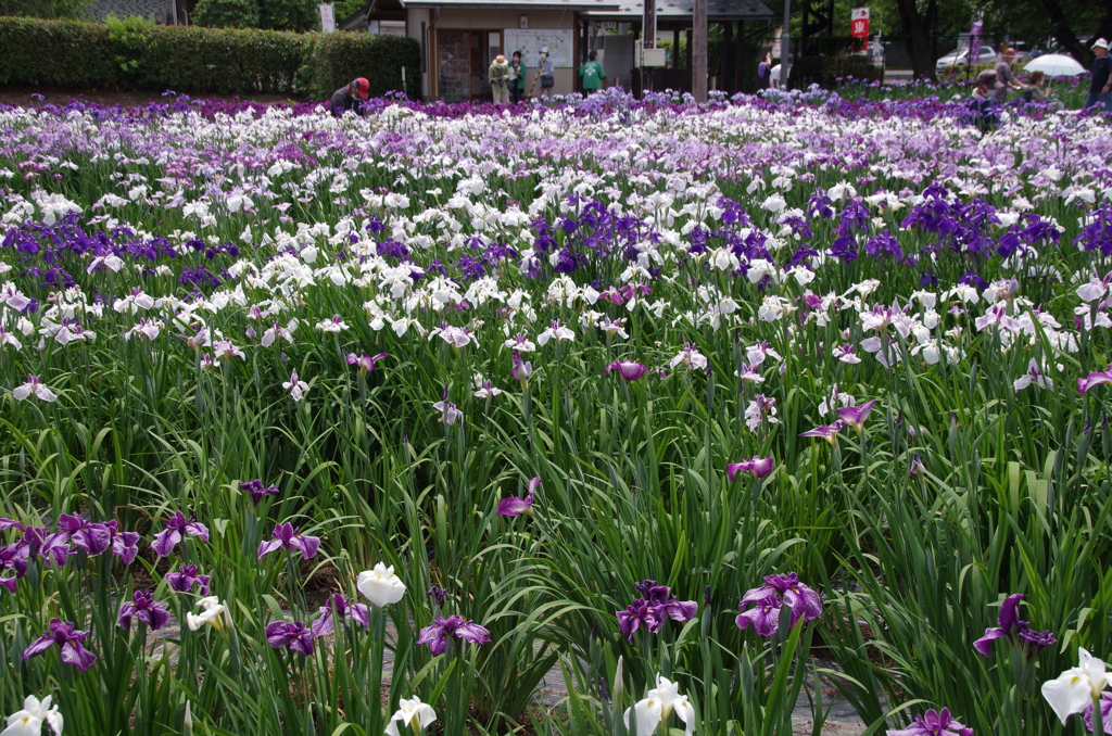 あやめ公園は見頃