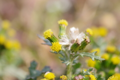 春の陽気の花散歩‐ノボロギク