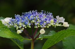 家の周りで-額紫陽花1