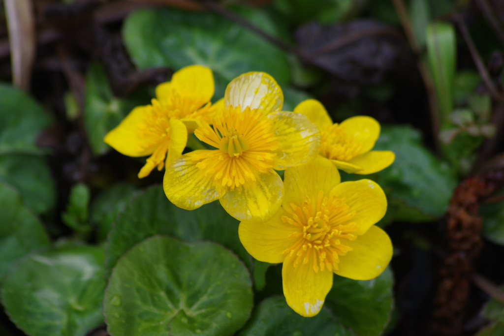 野草園の春-リュウキンカ