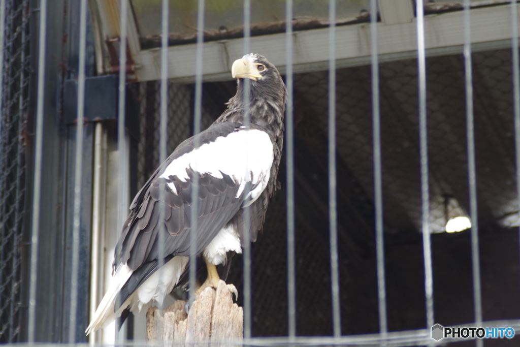 籠の鳥でも猛禽類-5