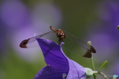 桔梗の上のトンボ