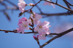 青空に桜色いろいろ-4