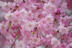 紅枝垂桜-3