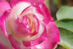 9/9 ジュビレ デュ プリンス ドゥ モナコ