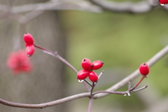 花散歩‐花水木