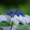 野草園の紫陽花-5