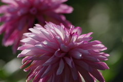 神代植物公園の花達-ダリア