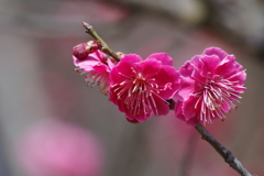 3/26紅梅