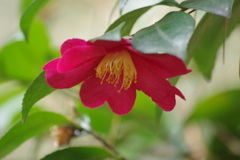 酒田・日枝神社の山茶花