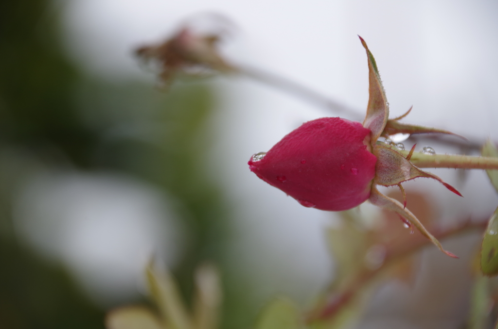 2020年の今頃‐薔薇の蕾