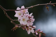 桜・さくら・サクラ-14