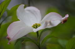 優しい時の中で-花水木22