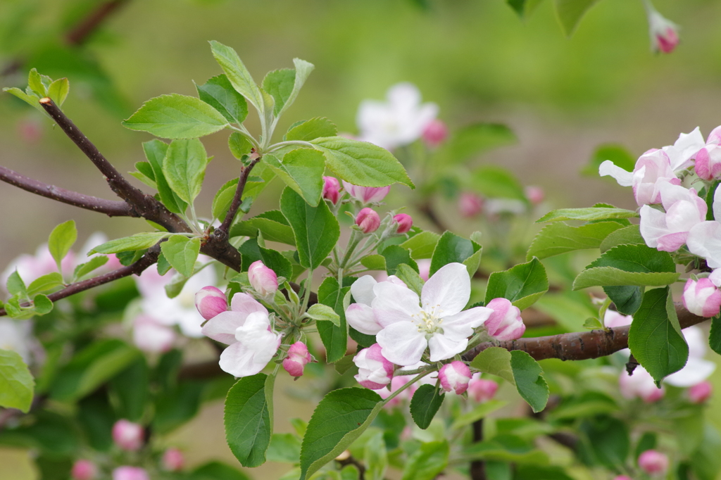 果樹の花-林檎1