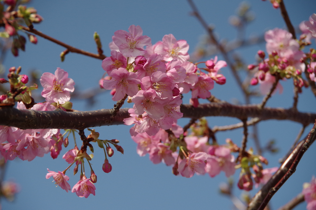春が開く-河津桜1