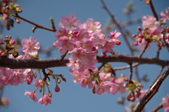 春が開く-河津桜1