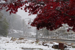 モミジに雪景色