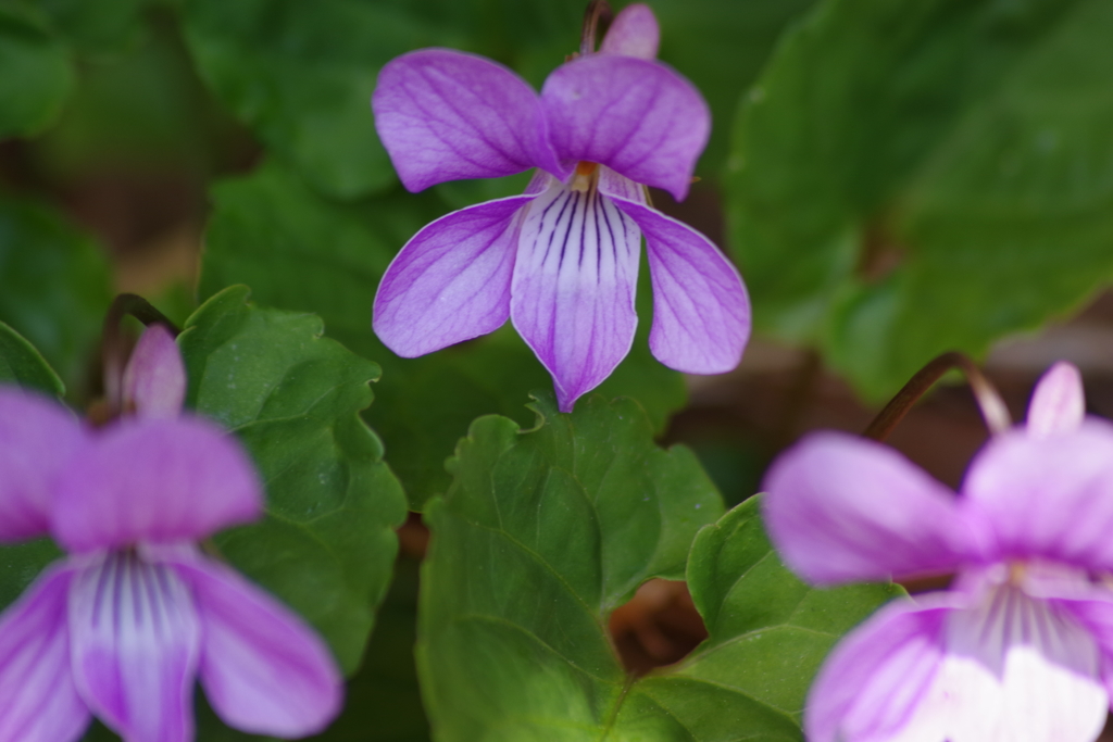 鳥海ブルーラインで花探し-スミレ