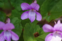 鳥海ブルーラインで花探し-スミレ