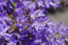 2018.6.4の花散歩‐名前知らずの紫の花