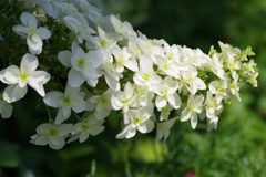 花散歩-柏葉紫陽花は満開